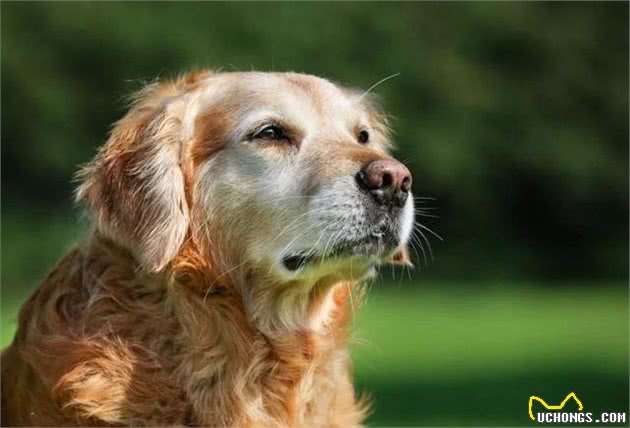 老年犬春季护理怎么做？专业兽医师给您十条建议