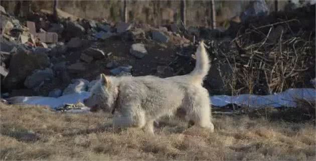 下司犬传说