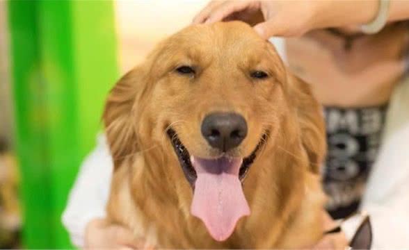 狗狗体味重，注意多是以下几种原因造成的