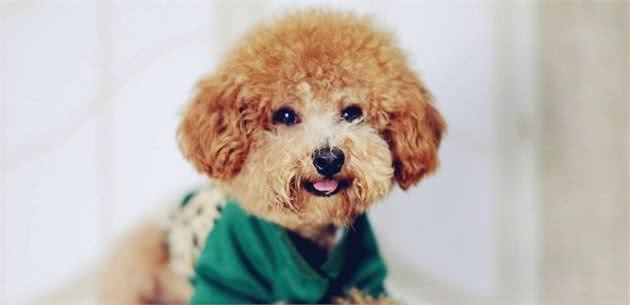 让狗狗迅速安静的几个小方法