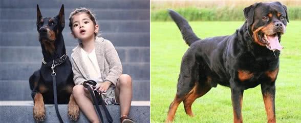 世界顶级护卫犬都有哪些