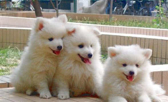 银狐犬为什么很少人养？