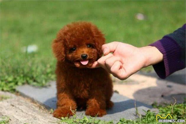 泰迪犬的“8大饮食”注意，差点就害死了它