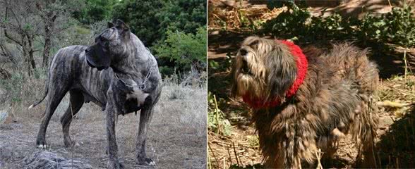 这5种猛犬，能够轻松碾压藏獒，中国一神秘猛犬入围其中