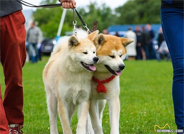 忠犬八公—秋田犬