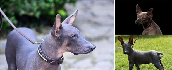 是狗还是雕像？面对墨西哥无毛犬怪异的外形，网友这样评论