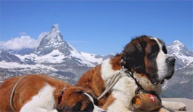 雪山上的巨人，圣伯纳犬