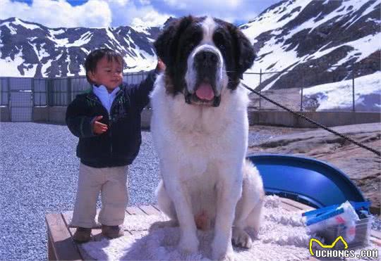 雪山上的巨人，圣伯纳犬