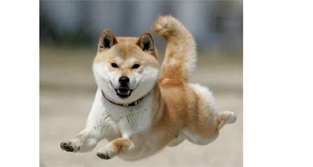 为什么养秋田犬的人少?16个不能养秋田的理由