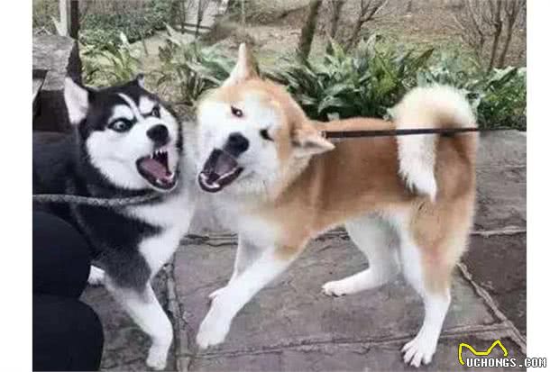 为什么养秋田犬的人少?16个不能养秋田的理由