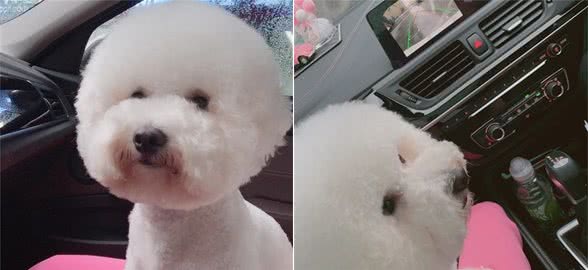 养的狗狗总爱咬人，教你一招治好