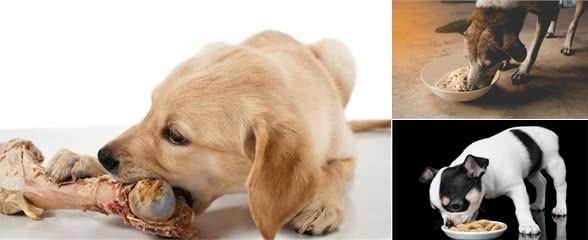 判别犬粮好与坏，学会这几个方法，防止买到不合适的犬粮