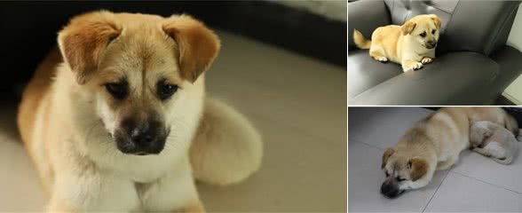 好养的犬犬都有这么几个特点，你的狗狗中了几点