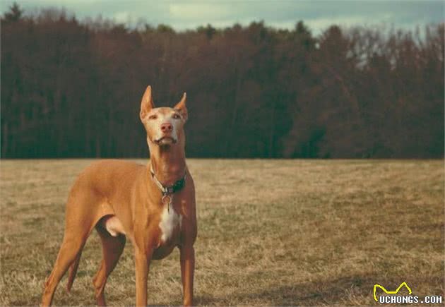 法老王猎犬：数千年前埃及国王的爱犬，现在还是马耳他的国犬