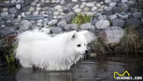 不同品种的狗狗平时要遛多久？