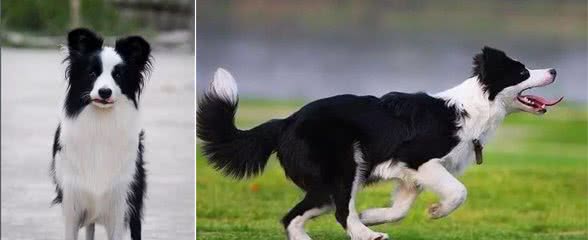 边境牧羊犬宠物问问狗百科