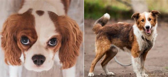 纯种犬、混种犬、杂交犬有什么区别？你会在乎狗狗的血统吗