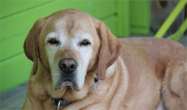 狗狗变老，请避开老年犬护理误区，别让狗狗老了更痛苦