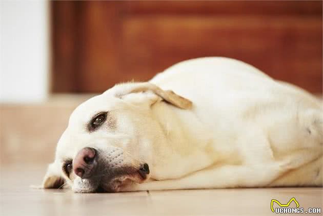 狗狗变老，请避开老年犬护理误区，别让狗狗老了更痛苦