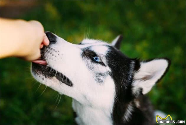 狗狗变老，请避开老年犬护理误区，别让狗狗老了更痛苦