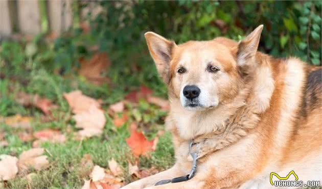 狗狗变老，请避开老年犬护理误区，别让狗狗老了更痛苦