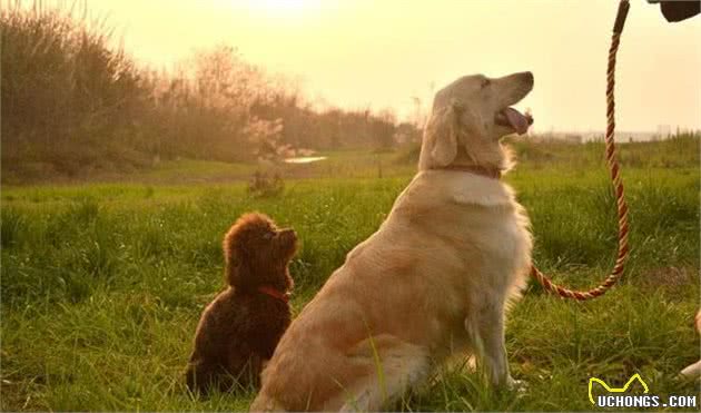 金毛犬常见遗传疾病，你家金毛犬中招的吗？