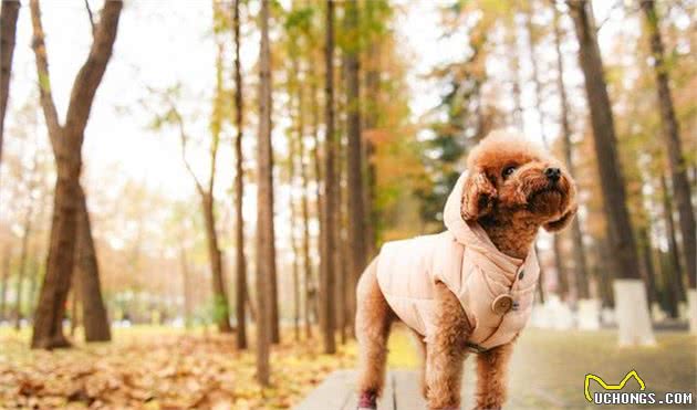 泰迪犬都有这6大特点？很多人还不知道