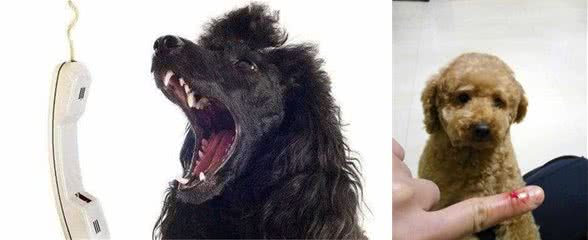 泰迪犬的优点很多,但能接受它这5个缺陷的宠主,却非常难找到!
