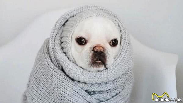 犬拉稀不要急，找出原因再解决！这6个原因是最多见！