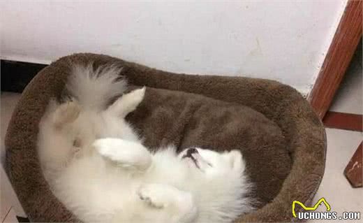 你家的狗爱躺地露肚皮吗？原因有两种
