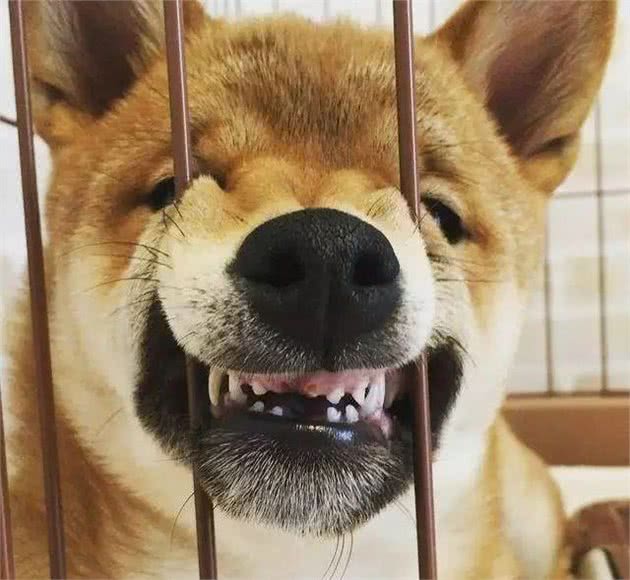 你家狗不良的行为的养成，你，“功不可没”
