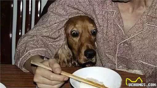 你家狗不良的行为的养成，你，“功不可没”