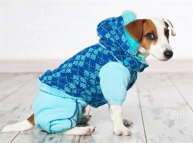天冷就要给狗穿衣服？小心狗子受不了！