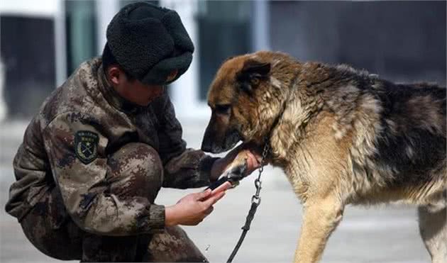 史上10大军犬排行榜，哈士奇犬名列其中，绝不只是“二”