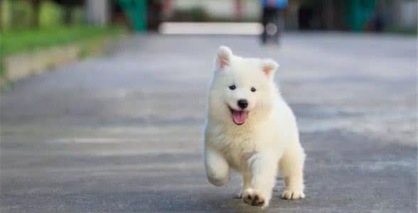 8至12周的幼犬发育