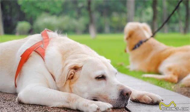 狗狗犯错误打一顿就能够了？别太暴力，这解决不了问题