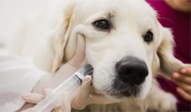 只要犬拉稀主人就喂妈咪爱，这类药物真的这么神奇吗