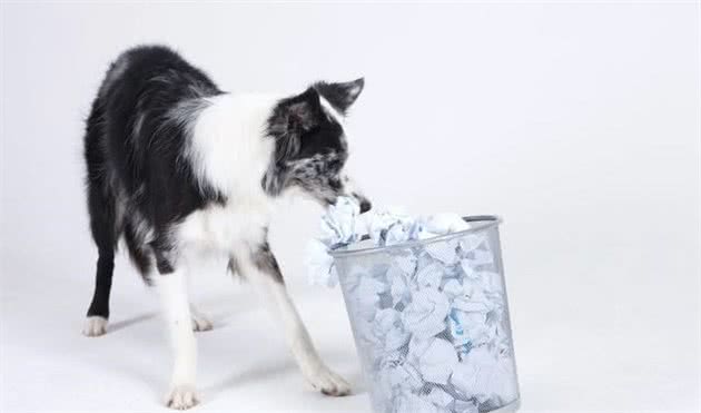 狗狗乱翻垃圾桶,该如何纠正呢?