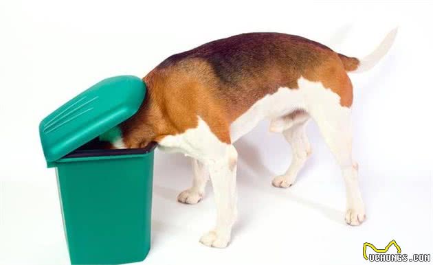 狗狗乱翻垃圾桶,该如何纠正呢?