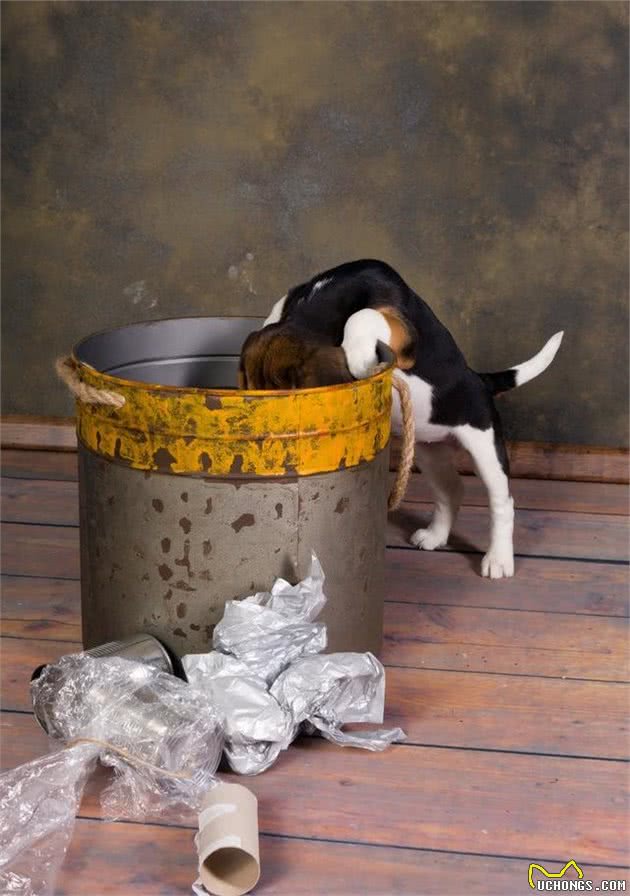 狗狗乱翻垃圾桶,该如何纠正呢?