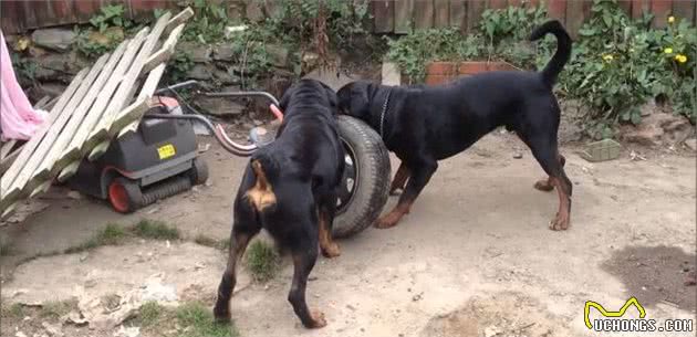 罗威纳犬的深度分析，如何区分，选择优秀的罗威纳犬