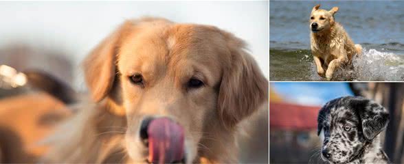 狗狗老是随地大小便？做好这几步，就能够轻松解决问题