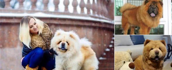 训练松狮犬的5大禁忌，宠主要了解！