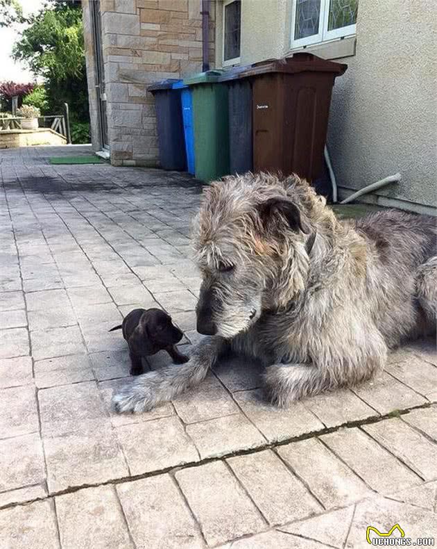 巨型犬爱尔兰猎狼犬，把狼都搞灭绝，拉布拉多犬站它身边像吉娃娃