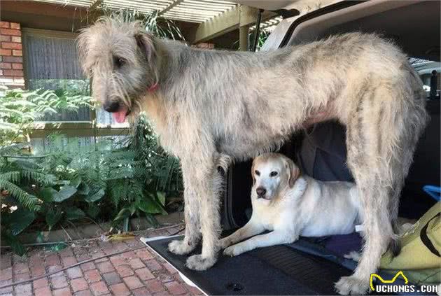 巨型犬爱尔兰猎狼犬，把狼都搞灭绝，拉布拉多犬站它身边像吉娃娃