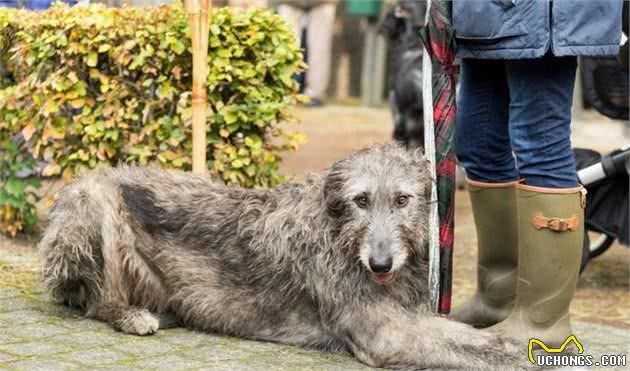 巨型犬爱尔兰猎狼犬，把狼都搞灭绝，拉布拉多犬站它身边像吉娃娃