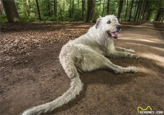 巨型犬爱尔兰猎狼犬，把狼都搞灭绝，拉布拉多犬站它身边像吉娃娃