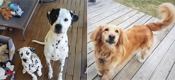 不要再迷恋纯种犬了！串串这几个优点，纯种犬根本比不上！