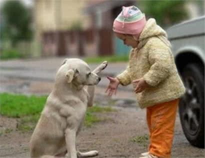 新手注意了!狗狗训练中常犯的五个错误!