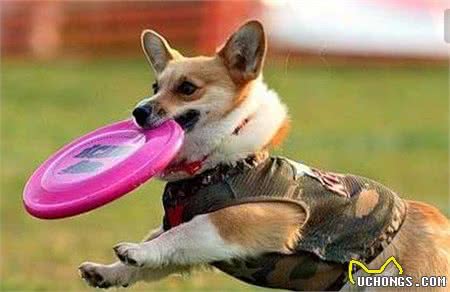 新手注意了!狗狗训练中常犯的五个错误!